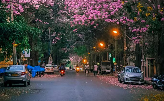 Meghalaya Cherry Blossom 